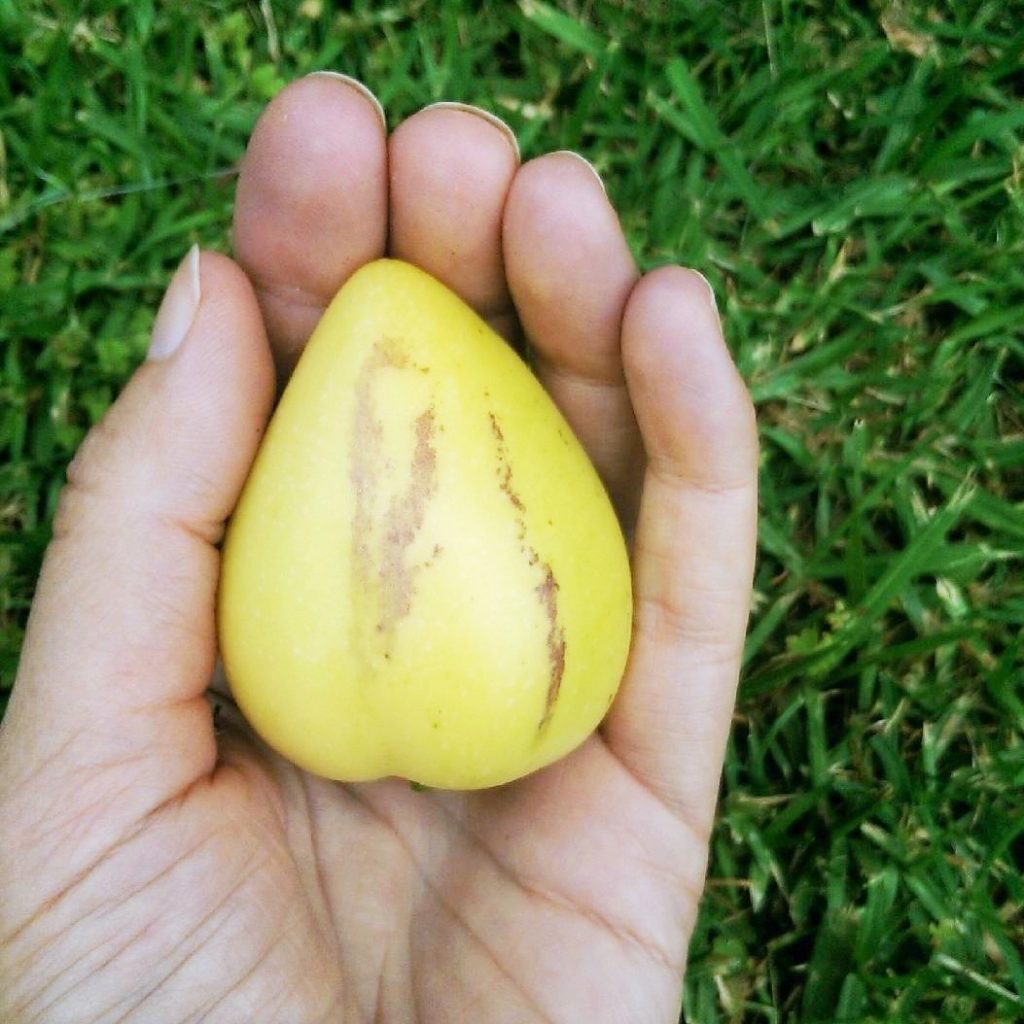 Holding Pepino Melon Fruit - How To Grow and Eat Pepino