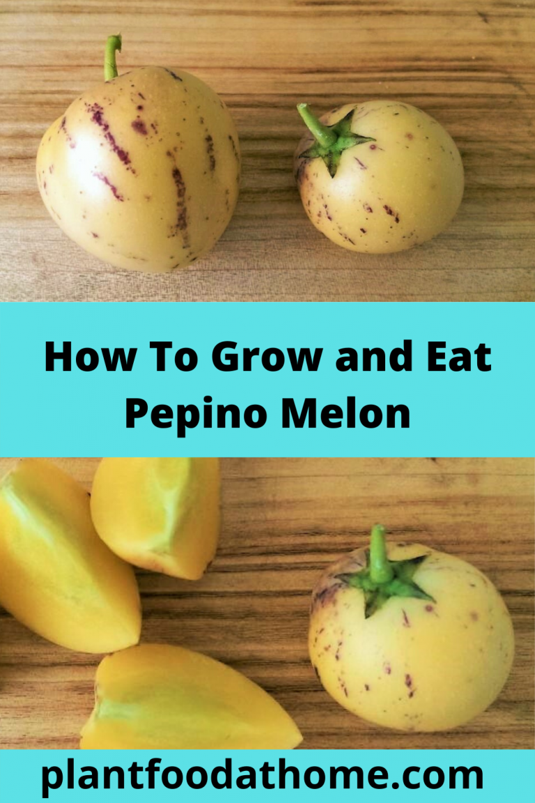 Pepino Melon How To Grow The Plant And Eat The Fruit