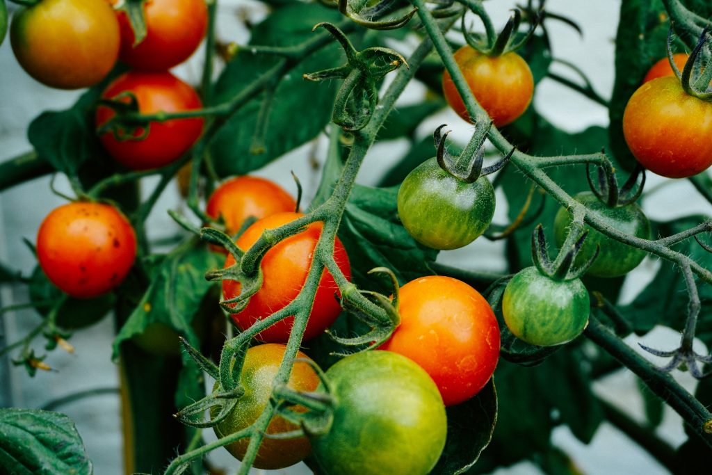Tomato Plant With Ripening Fruit