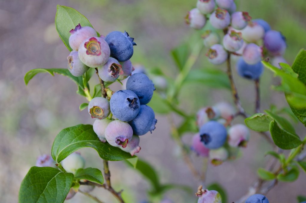 Blueberry bush with blueberries ripening - How To Grow Blueberries