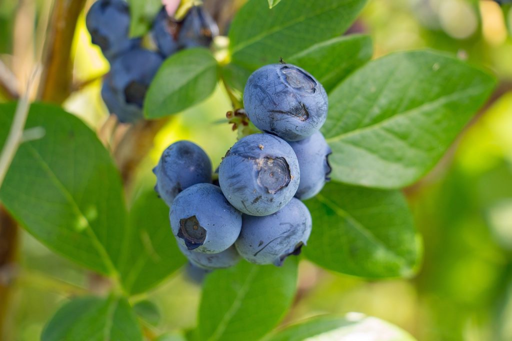 Growing a blueberry plant