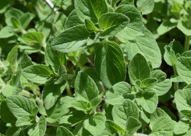 How To Grow Drought Tolerant Oregano Herb Plant