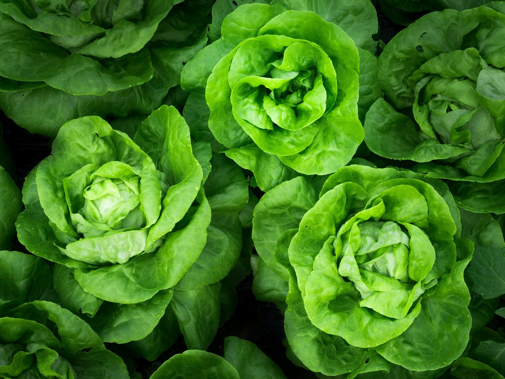 butterhead lettuce