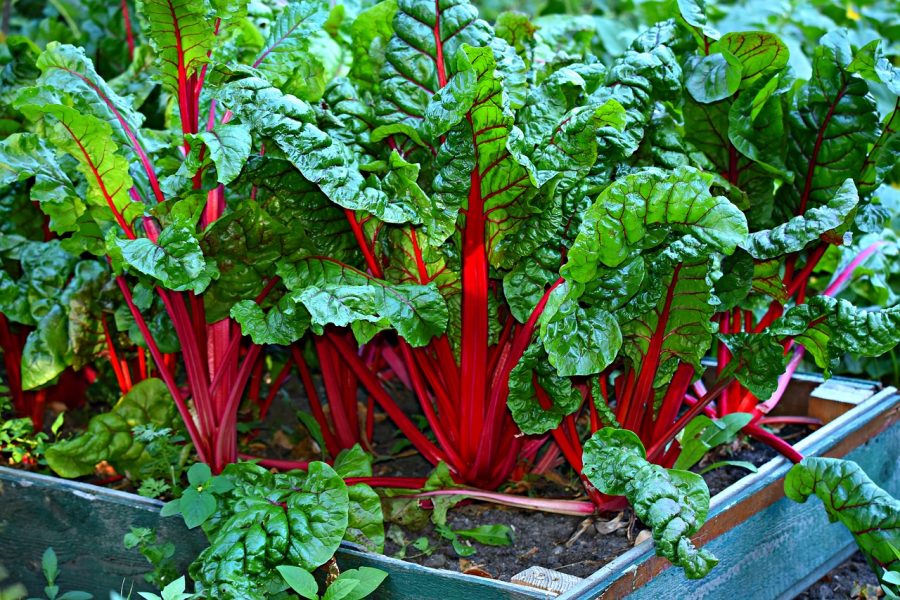 Swish Chard Colorful Red Stalks