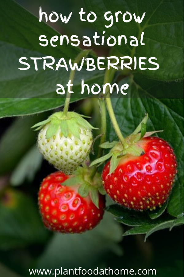 Growing Sensational Strawberries At Home