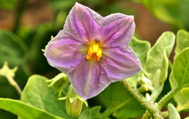 How To Grow Eggplants - Eggplant Flower