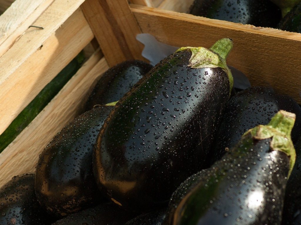 How To Grow Lots of Eggplants