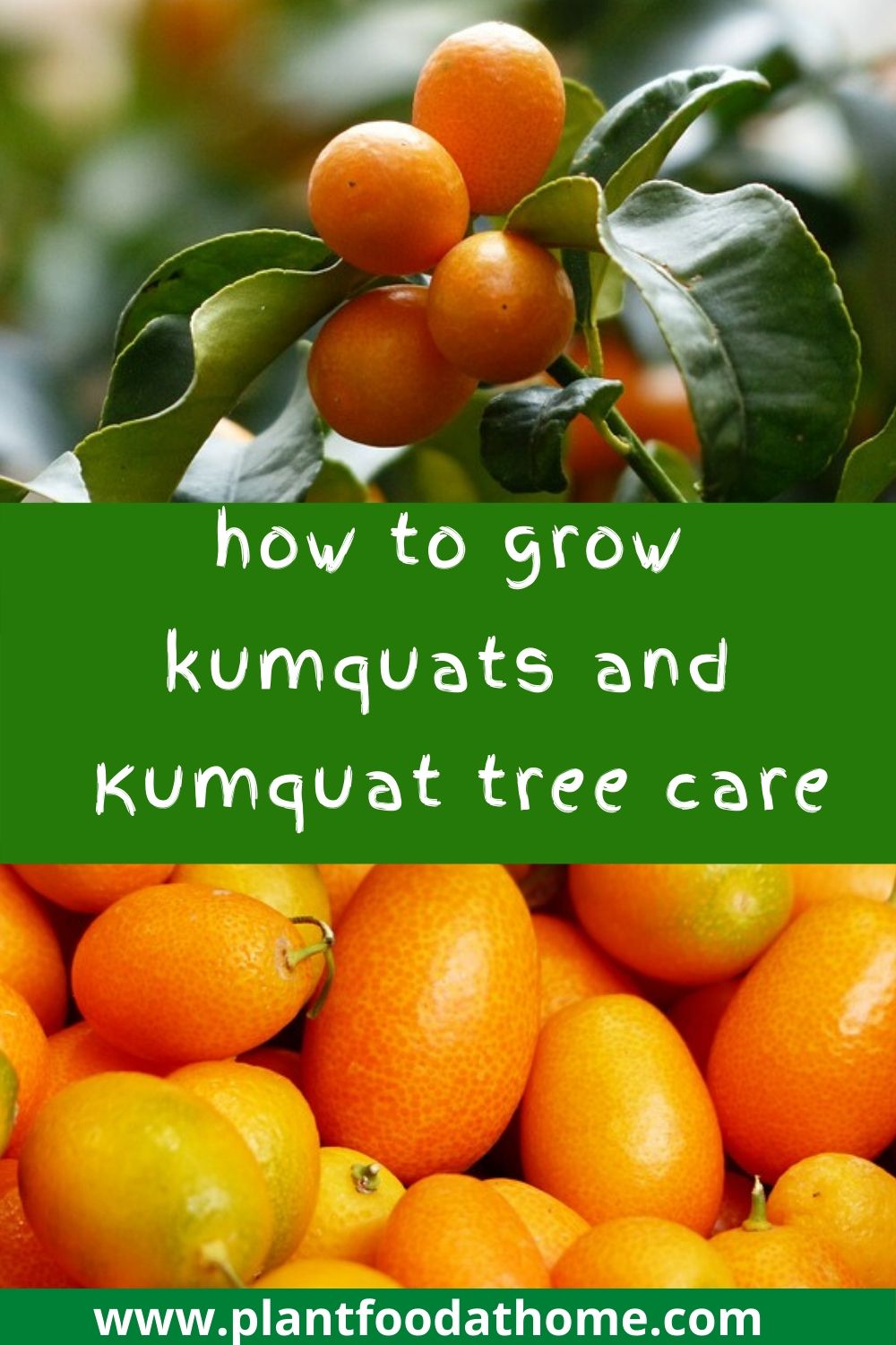 How to Grow Kumquats Complete Guide To Kumquat Tree Care
