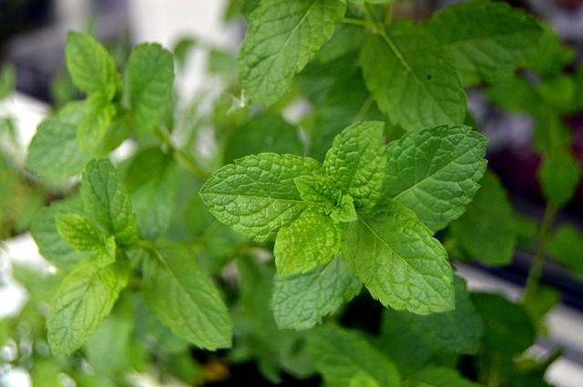 Growing Mint The Herb Garden