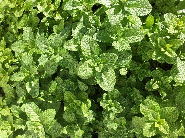 How To Grow Mint