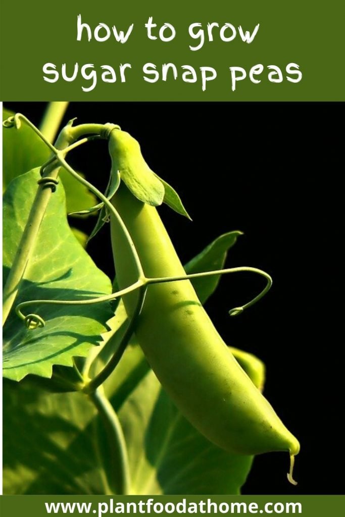 How To Grow Sugar Snap Peas At Home