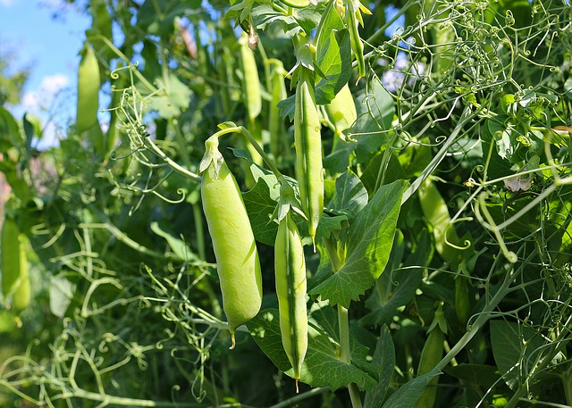 How To Grow Sugar Snap Peas - Lots of Peas On A Plant