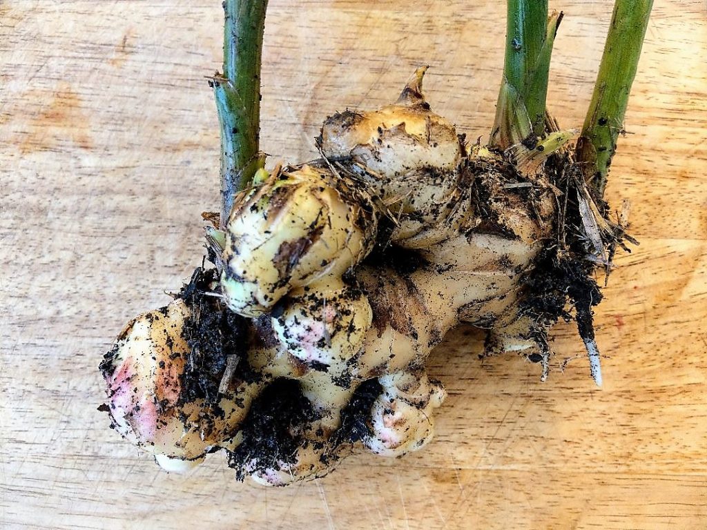 Fresh Ginger Root Plant - Growing Ginger