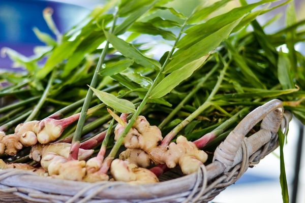 Ginger Harvest - How To Grow Ginger