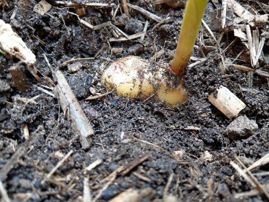 Ginger growing through the ground - how to grow ginger