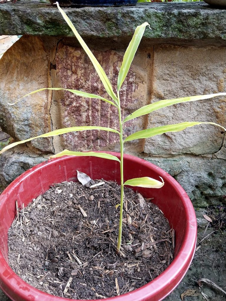Growing Ginger In A Pot