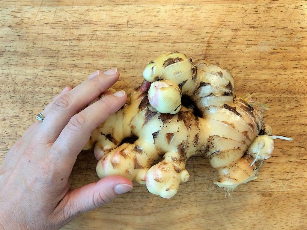 How To Grow Ginger - Holding A Large Piece Of Ginger