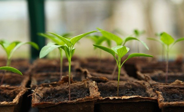 How To Harden Off Seedlings