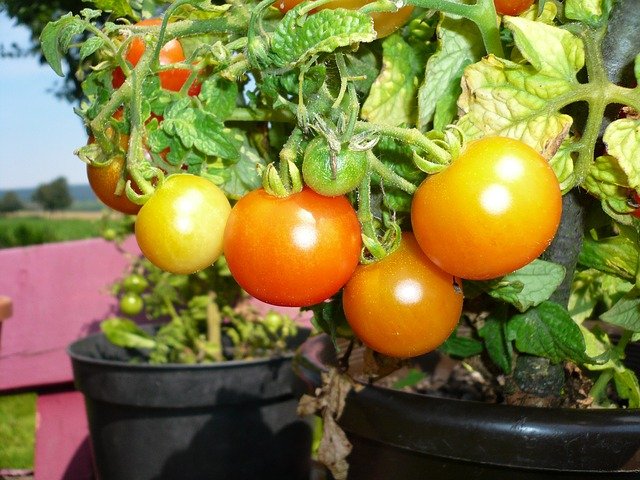 Best Tomatoes To Grow In Pots