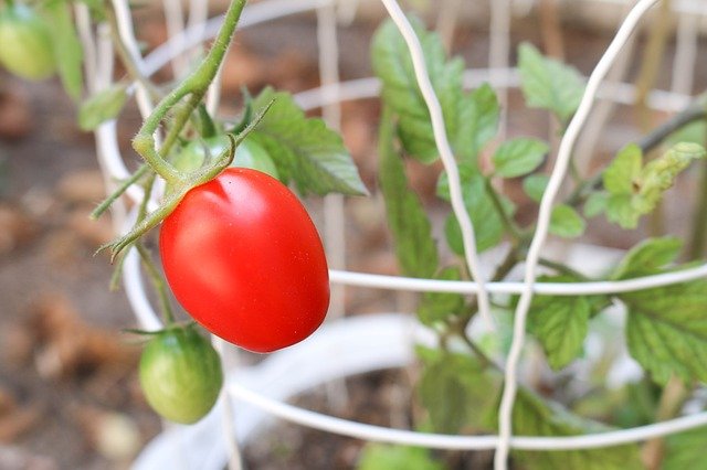Growing Tomatoes In Pots With A Tomato Cage