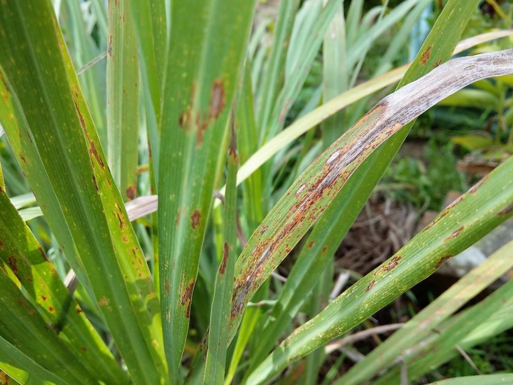 Lemongrass Rust - plant disease