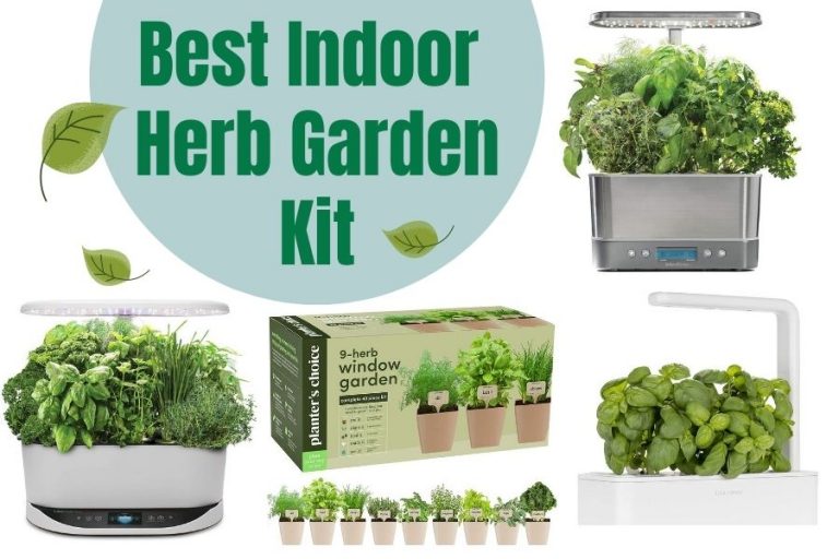 Best Indoor Herb Garden Kit 2021