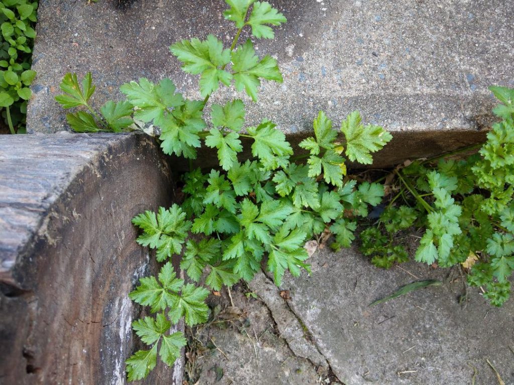 Parsley growing in pavement