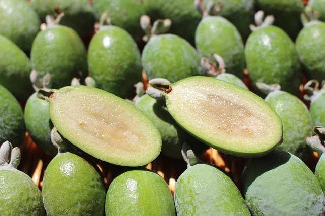 What Is Feijoa Pineapple Guava - Growing Feijoa