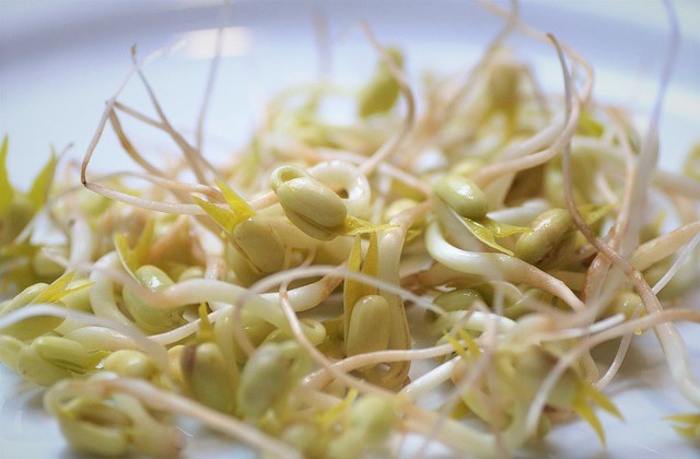 Bean Sprouts - regrow vegetables from scraps