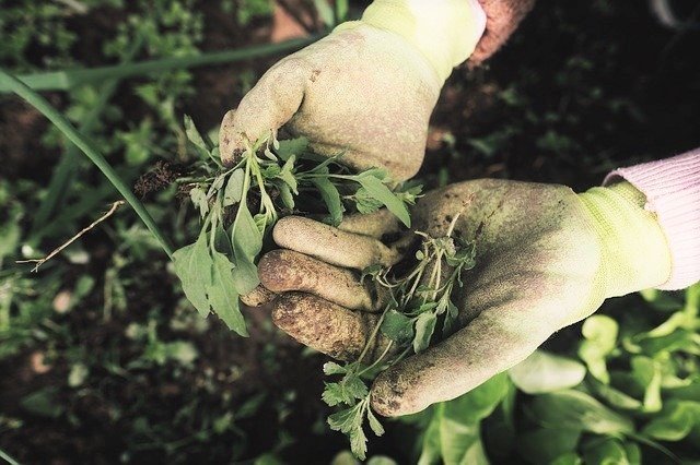 Organic Vegetable Garden Weed Control Methods
