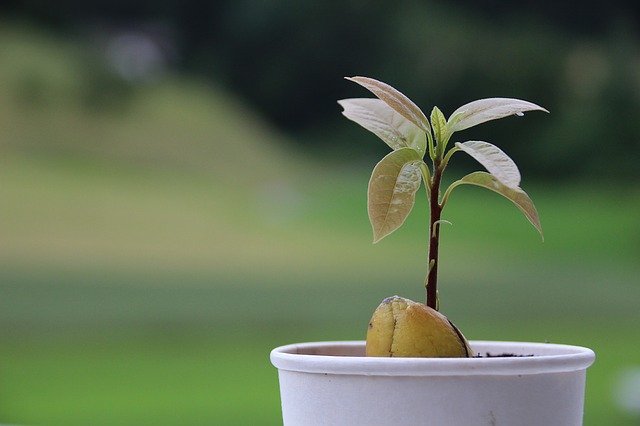How To Grow Avocados In Pots Indoors