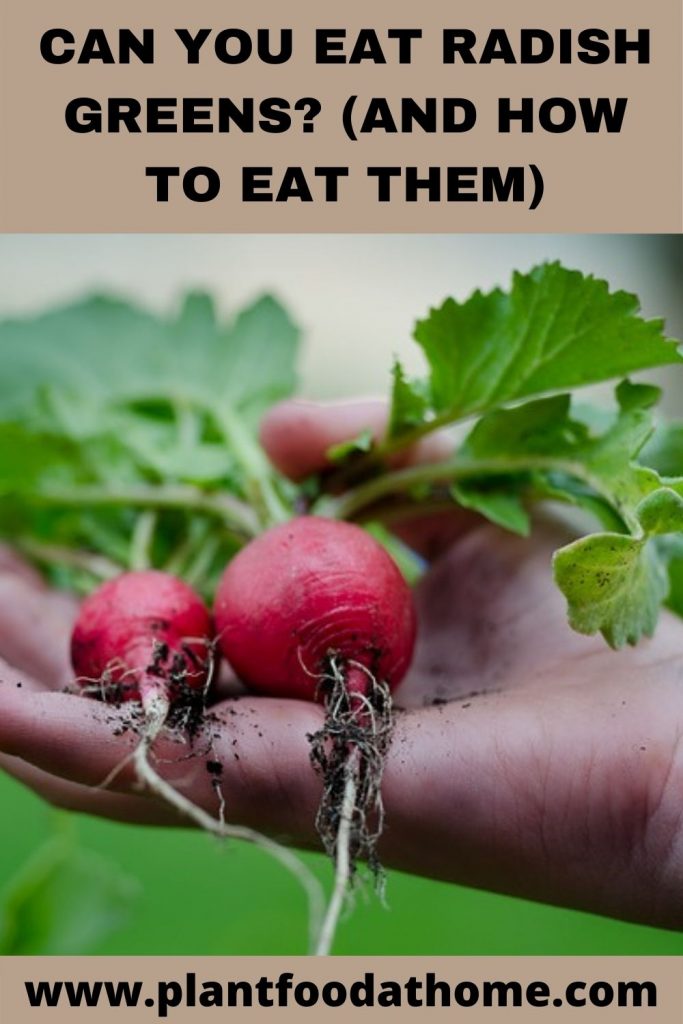 Can you Eat Radish Greens and How to Eat Them