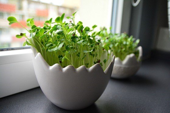 Radish Microgreens - Can you Eat Radish Greens