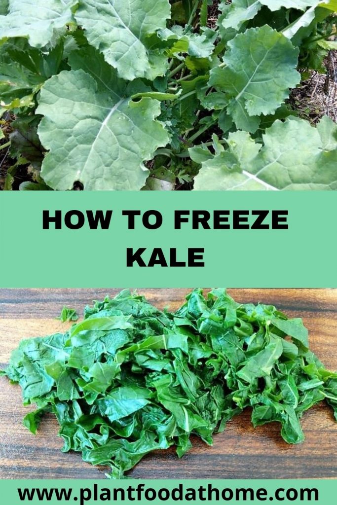 How To Freeze Kale