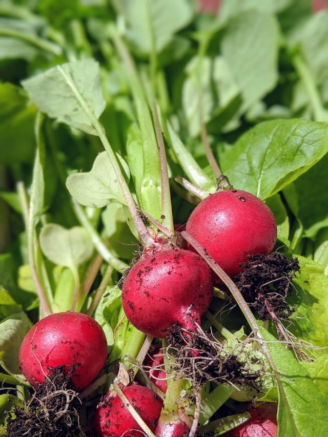 How To Grow Radishes - Harvesting Radishes