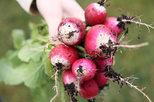 How to Grow Radishes in the Vegetable Garden
