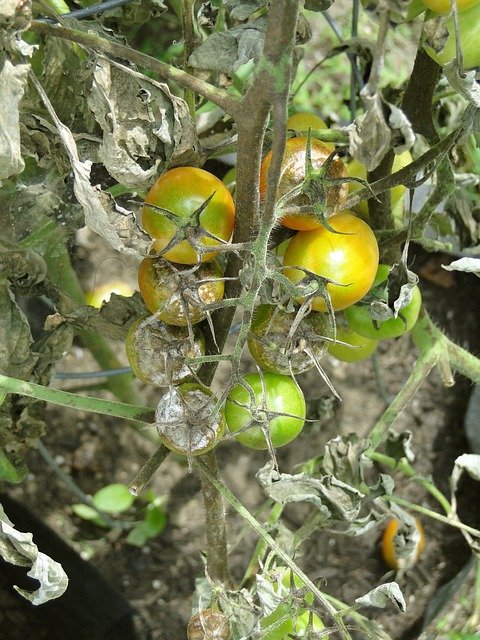 Tomato Blight - Tomato Growing Problems Solved