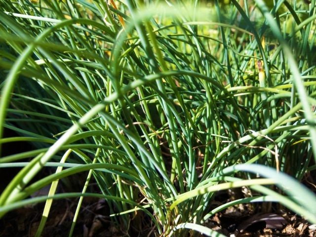 Chives in the Garden - How to Grow Chives
