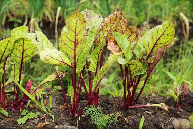 How to Grow Beets - Variety of Beets