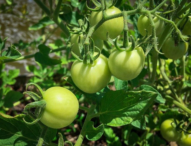 Green Tomatoes - How to Ripen Green Tomatoes Indoors