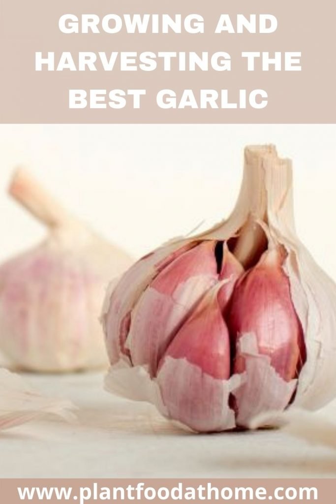 Growing and Harvesting Garlic