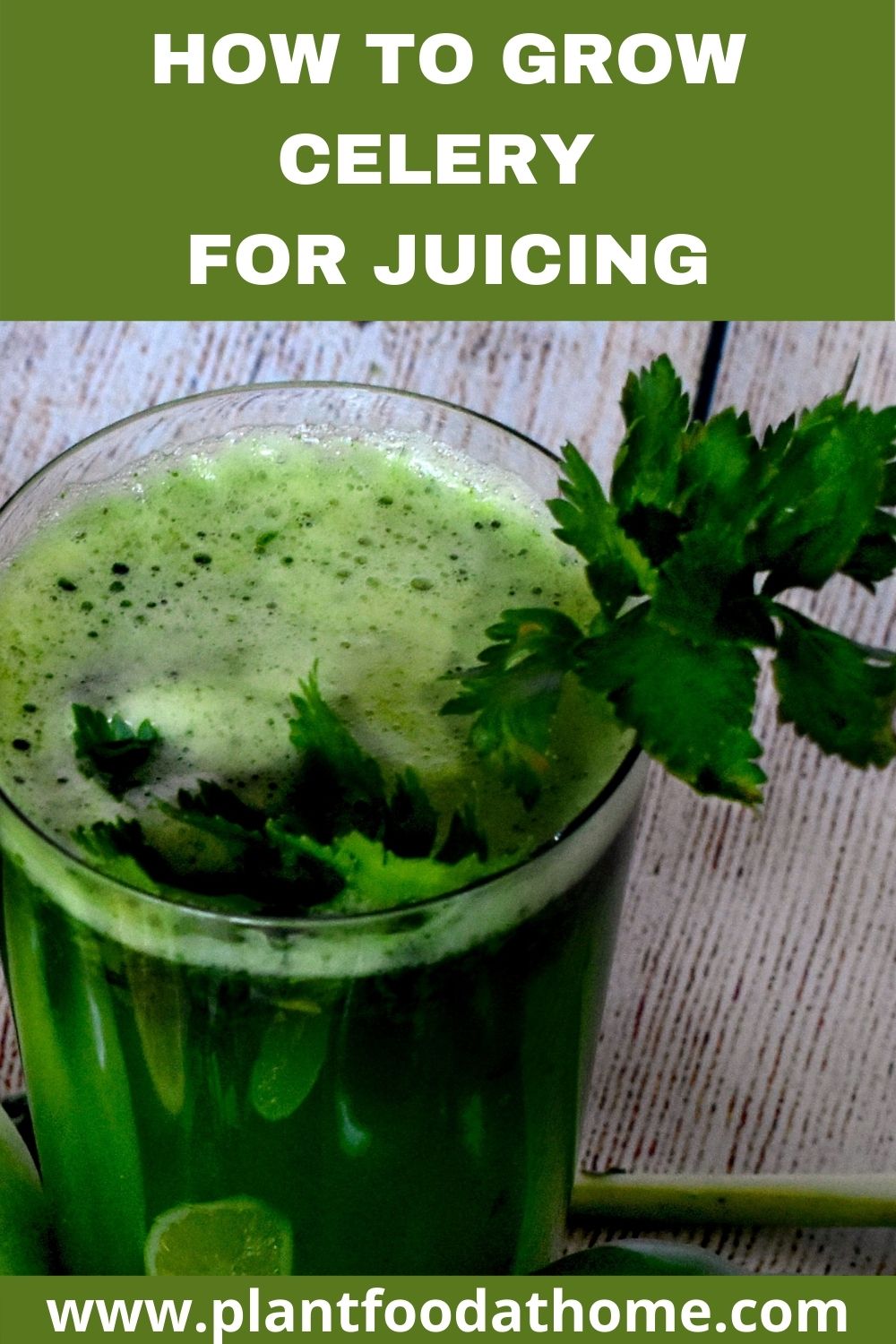 How To Grow Celery For Juicing Plant Food At Home