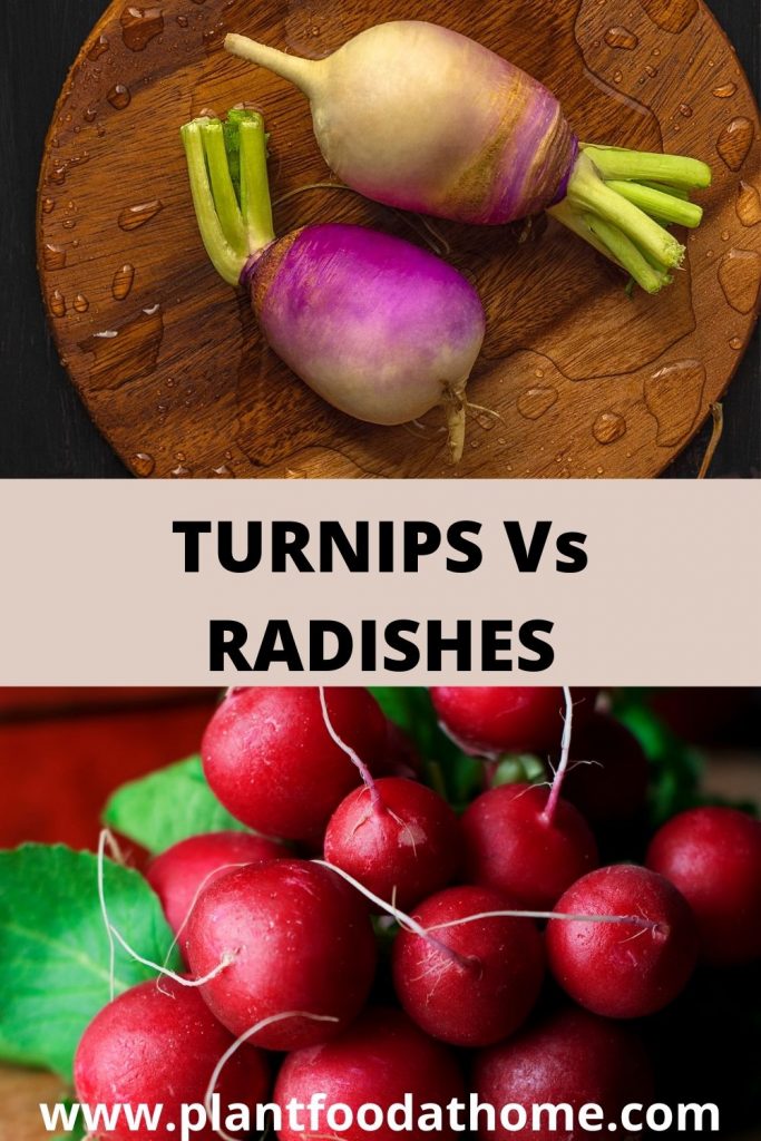 Turnips Vs Radishes What’s The Difference? Plant Food At Home