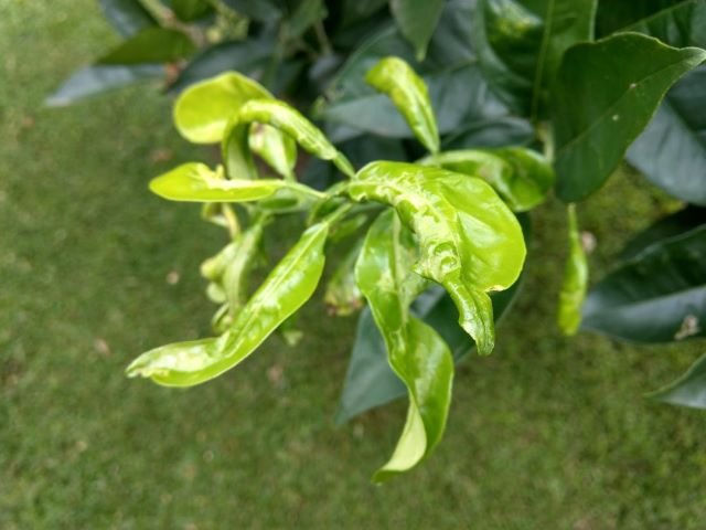 citrus leaf miner damage - how to control citrus leaf miner naturally and organically