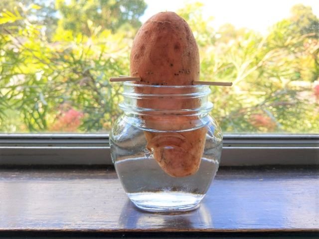 Growing Sweet Potato Slips in Water - Growing Sweet Potato Slips in Water - Place the Jar on a Windowsill