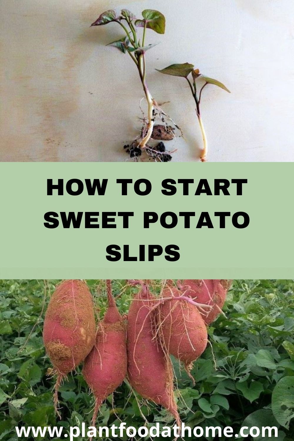 How to Start Sweet Potato Slips for Growing Sweet Potatoes (With Photos