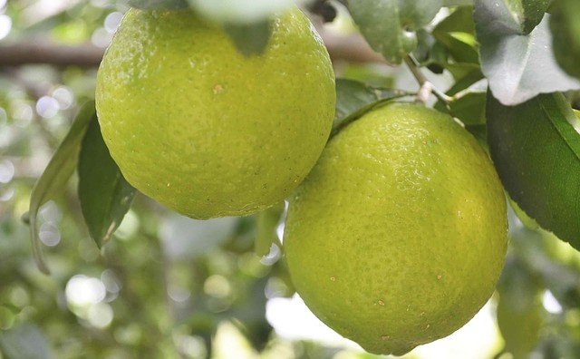 Limes on the Tree - How to Grow Key Limes for Key Lime Pie