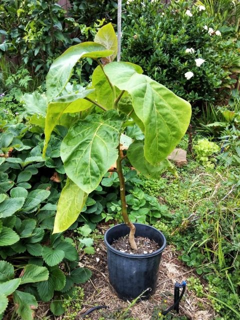 Tamarillo growing in a container
