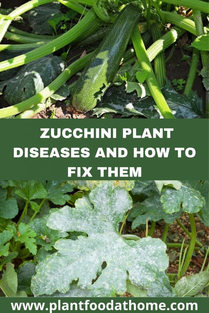 12 Zucchini Plant Diseases and How to Fix Them - zucchini growing problems