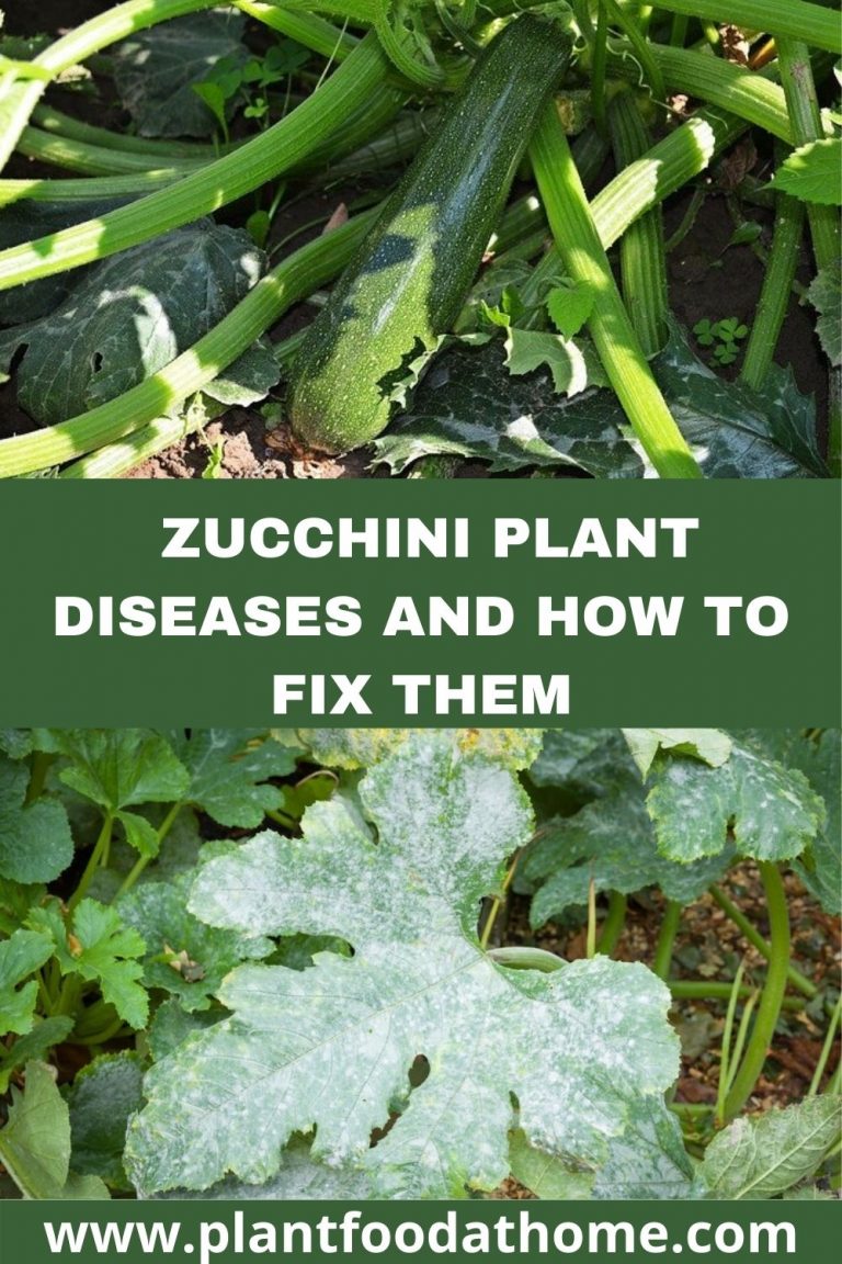 12 Zucchini Plant Diseases And How To Fix Them Plant Food At Home